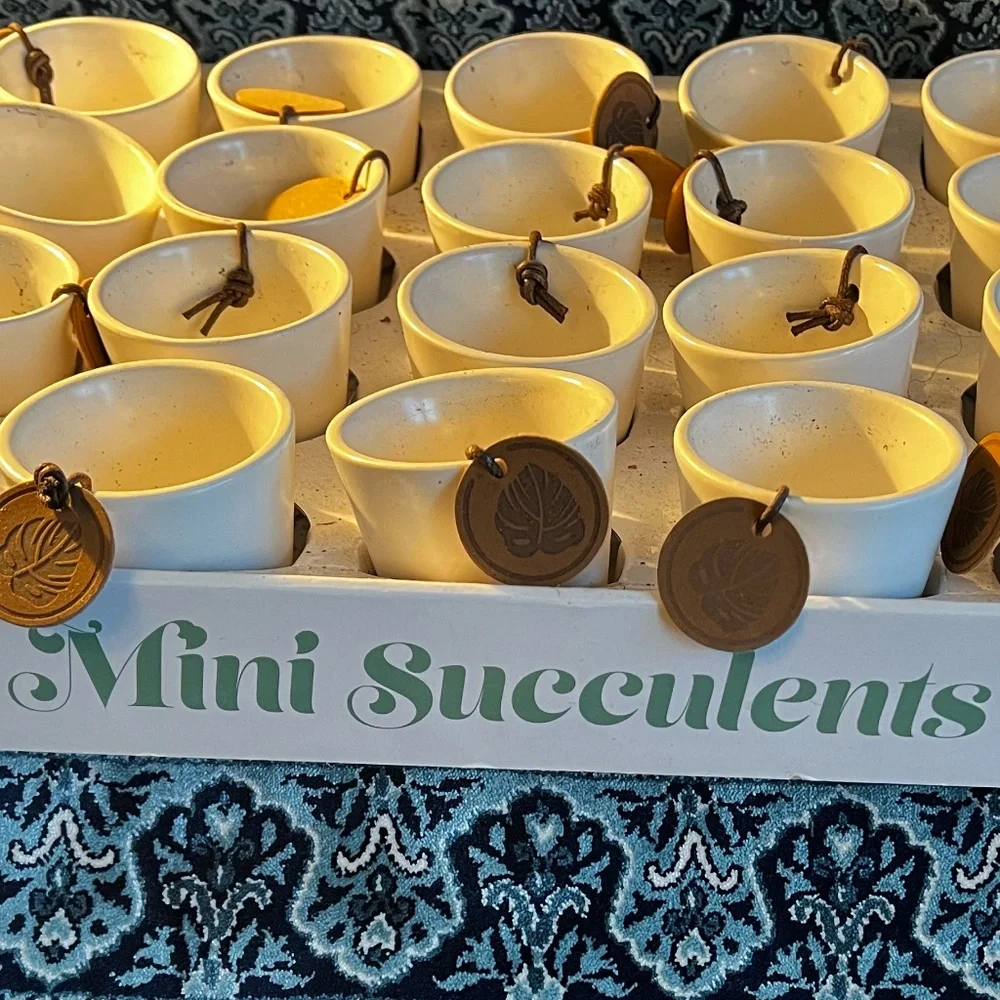 Mini Succulents plant pots